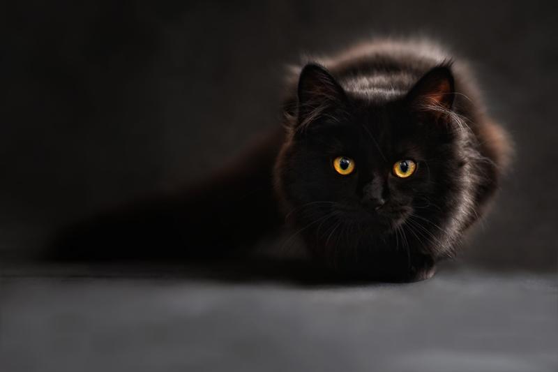 a black cat looking friendly at the camera