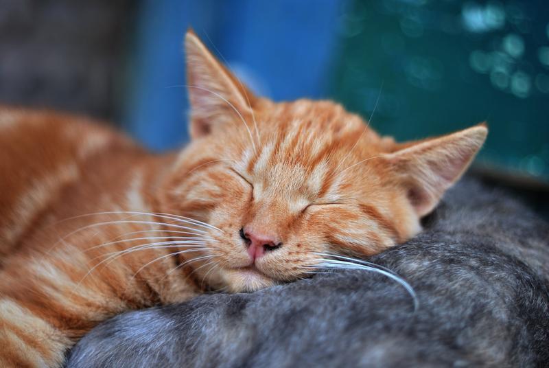 an orange cat happily sleeping on another cat's back